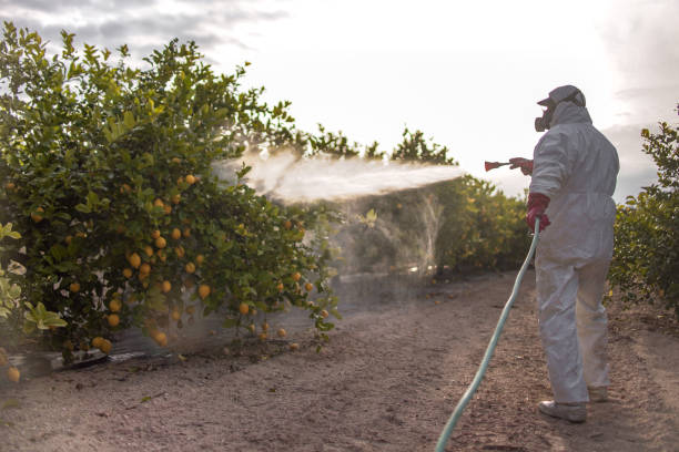 Best Pest Prevention Services  in Show Low, AZ