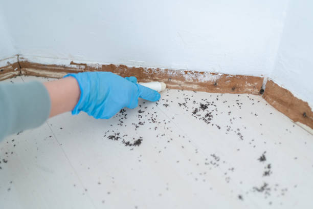 Best Residential Pest Control  in Show Low, AZ