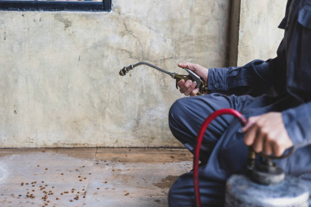 Best Emergency Pest Control  in Show Low, AZ