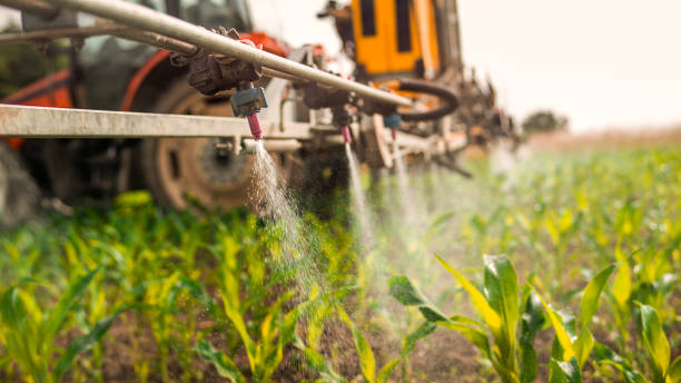 Best Pest Removal Services  in Show Low, AZ